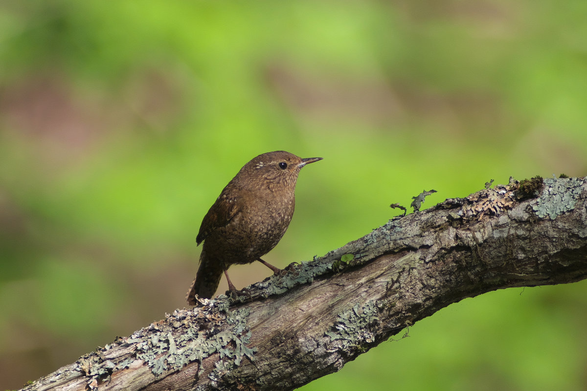 囀るミソサザイ 囀るミソサザイ