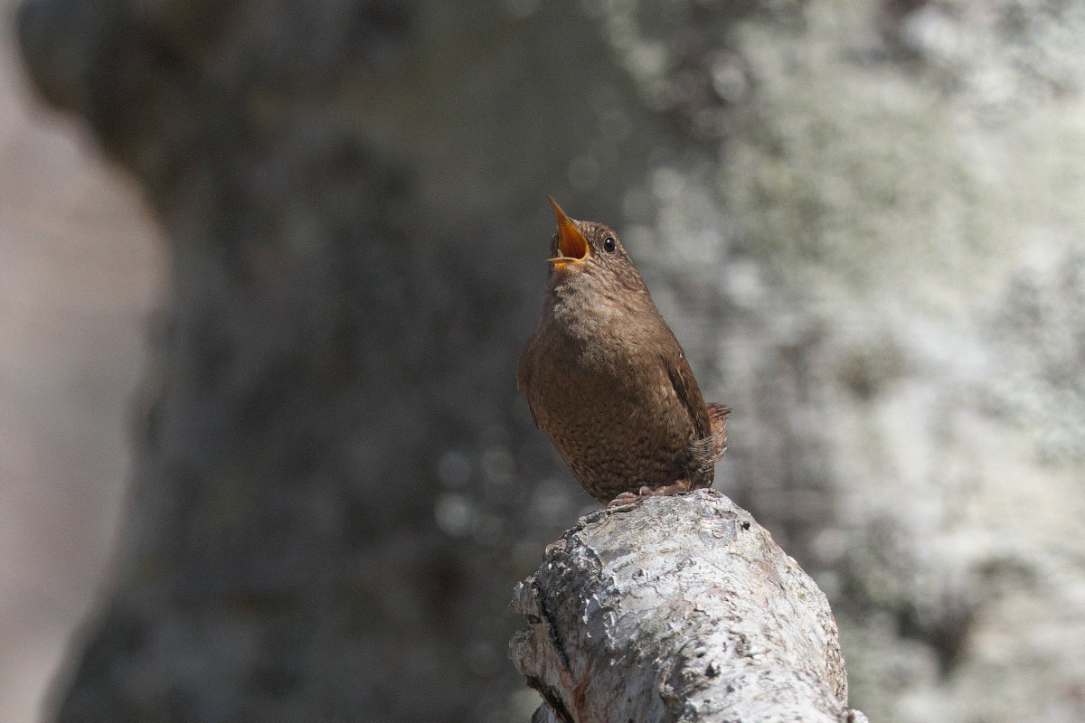 ミソサザイ囀る Winter Wren : jobi,jobi!