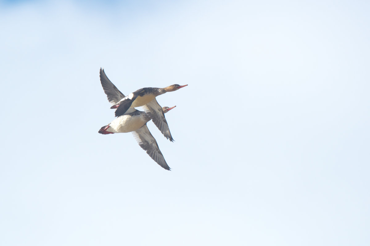 ウミアイサ雄エクリプス2羽の飛翔 Red-breasted Merganser : jobi,jobi!