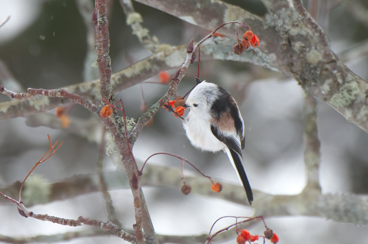 ナナカマドにシマエナガ Long Tailed Tit Jobi Jobi ナナカマドにシマエナガ Long Tailed Tit Jobi Jobi