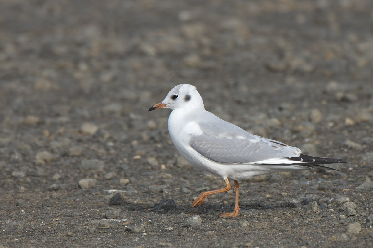 数えで二つのユリカモメ雌 Black Headed Gull Jobi Jobi
