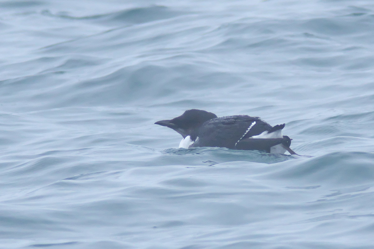 雨の漁港で冬羽のハシブトウミガラス Thick Billed Murre Jobi Jobi 雨の漁港で冬羽のハシブトウミガラス Thick Billed Murre Jobi Jobi