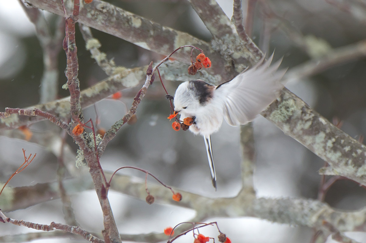 ナナカマドにシマエナガ Long Tailed Tit Jobi Jobi
