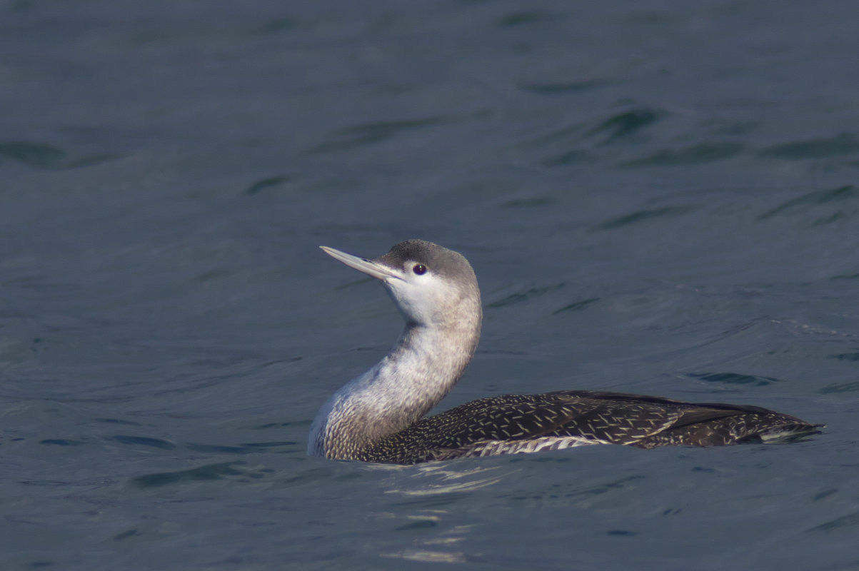 アビ第一回冬羽 Red Throated Loon Jobi Jobi