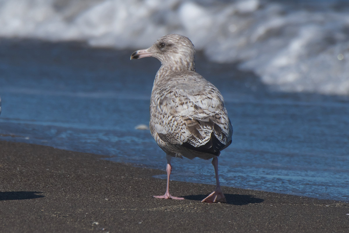 高品質！ニシセグロカモメ　Herring gull　頭骨 ☆即納☆高品質！☆ニシセグロカモメ Herring gull 頭骨