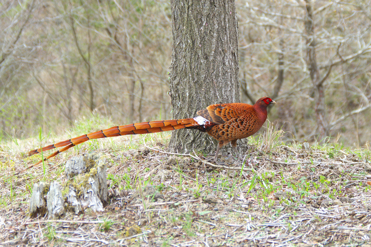 あしひきの 16 Copper Pheasant Jobi Jobi あしひきの 16 Copper Pheasant Jobi Jobi