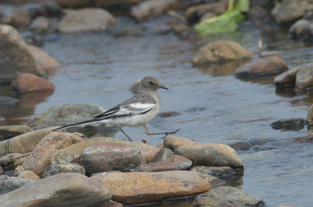 セグロセキレイ幼鳥 Japanese Wagtail Jobi Jobi