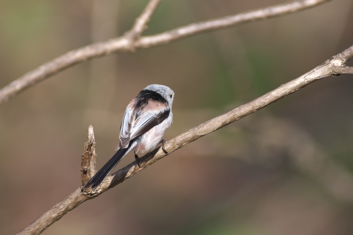 シマエナガちゅわ ん Long Tailed Tit Jobi Jobi シマエナガちゅわ ん Long Tailed Tit Jobi Jobi