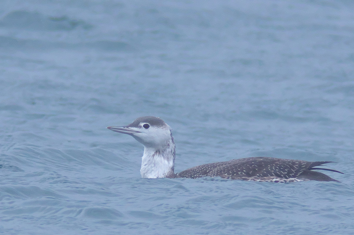 換羽の進んだ別のアビ Red Throated Loon Jobi Jobi