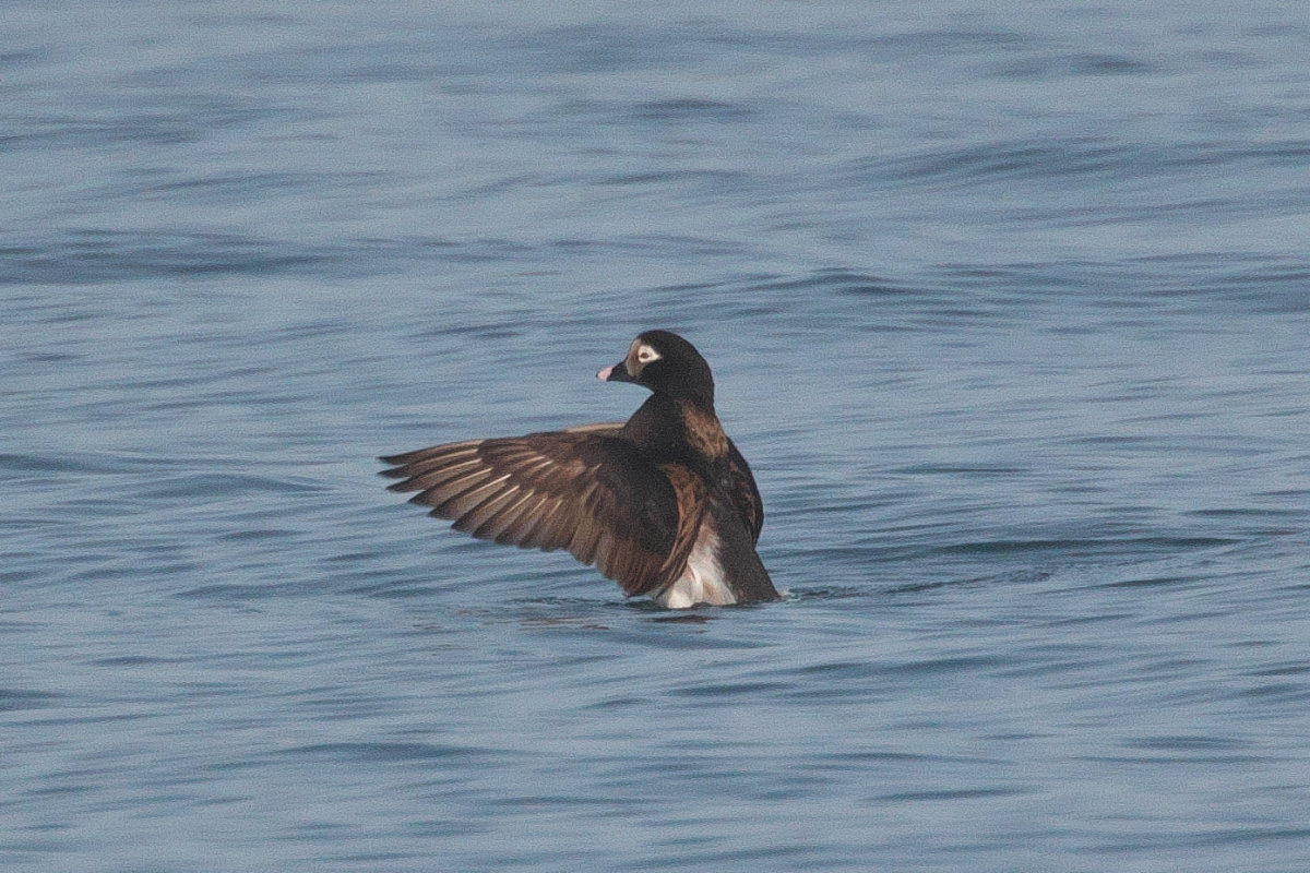 夏羽のコオリガモ雄 Long-tailed Duck : jobi,jobi!