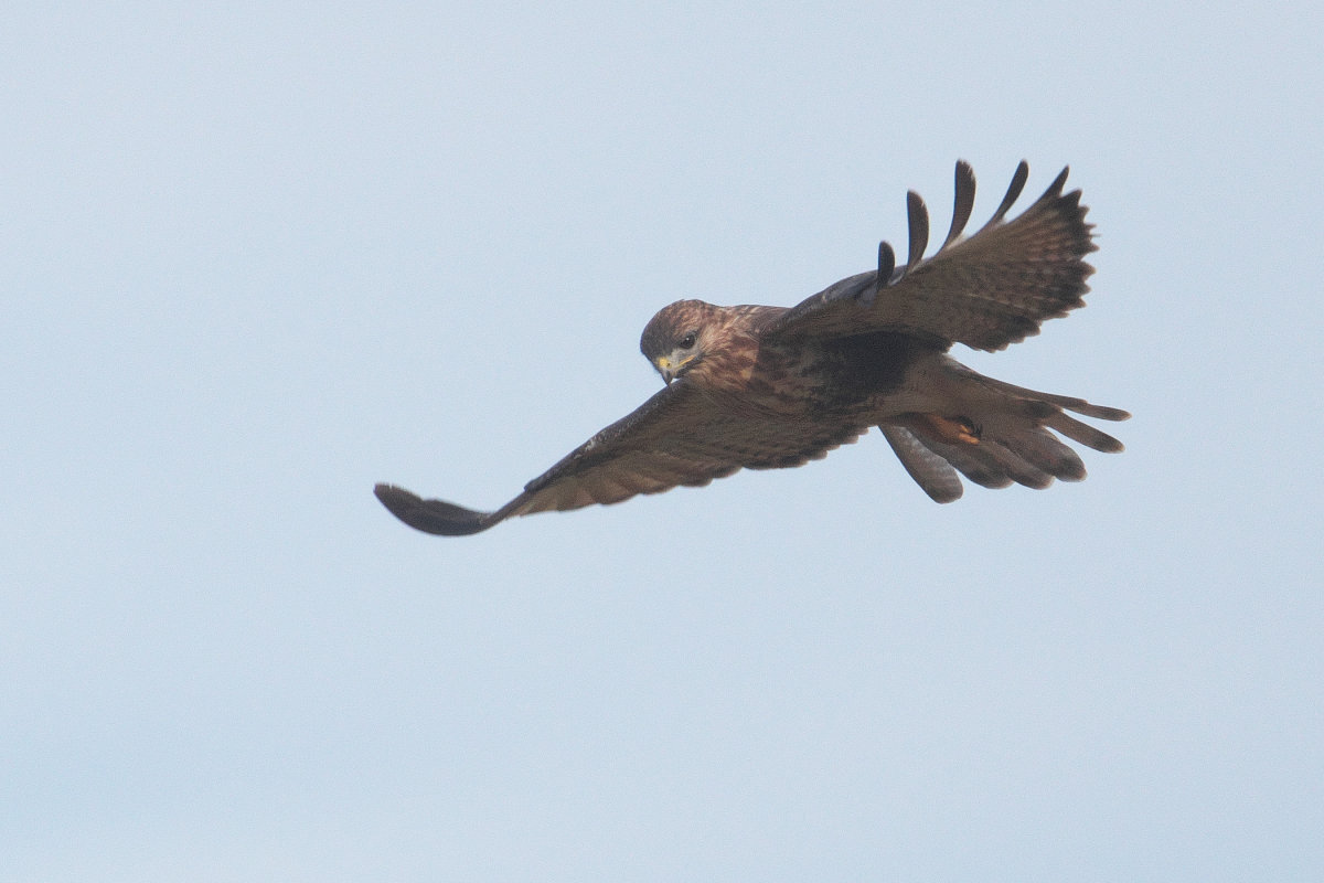 ノスリ成鳥のホバリング Eastern Buzzard : jobi,jobi!