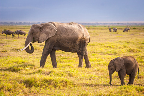 african-elephant