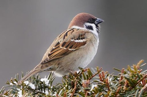 d37115e0d296ccc5779cae0d2987f3e3_t