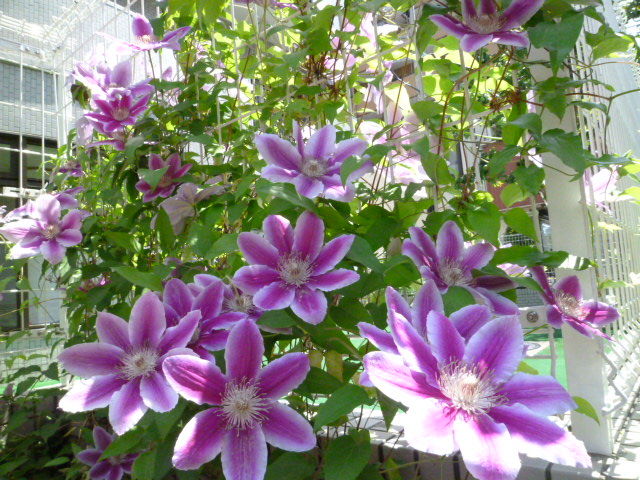 おまがね って何 15 5 21木 みさおばさんの有閑日記 おまがね って何 15 5 21木 みさおばさんの有閑日記