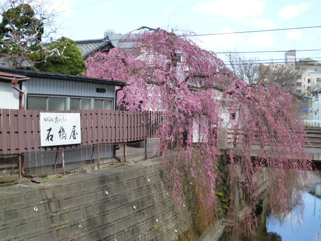 舟丁のしだれ桜 17 4 8土 みさおばさんの有閑日記