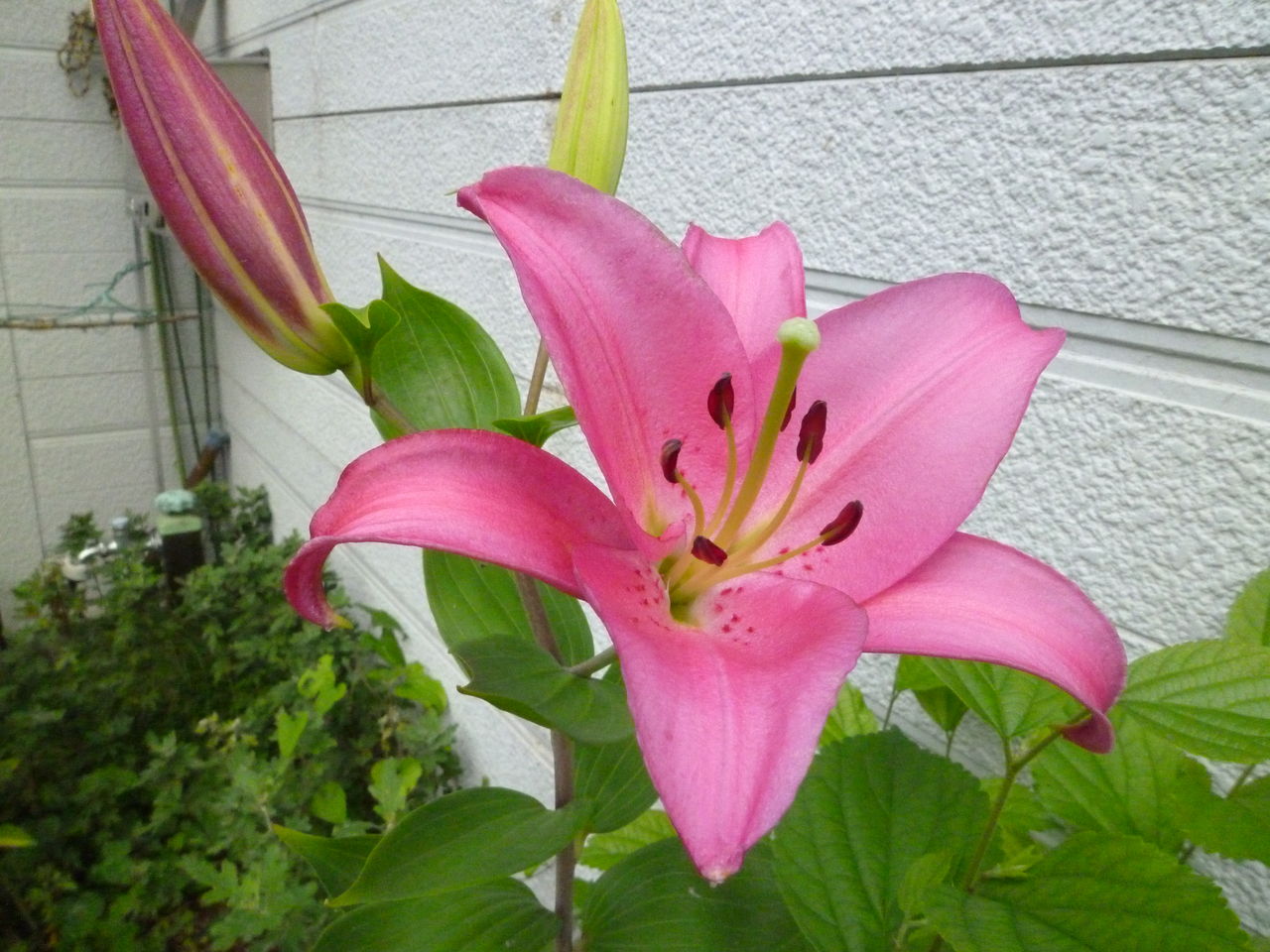 美輪さんの愛の賛歌in 花子とアン 14 7 19土 みさおばさんの有閑日記