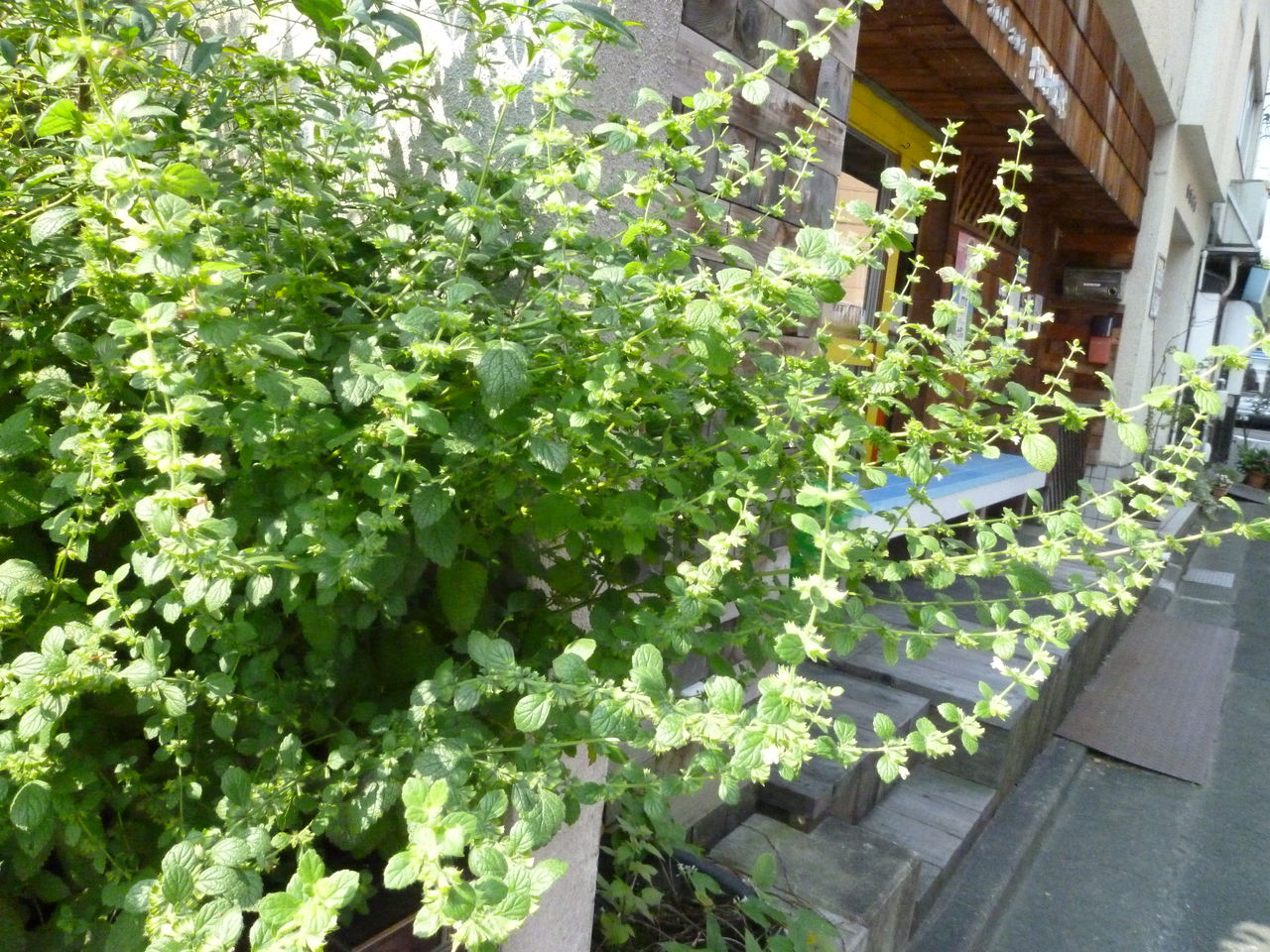 我が家のレモンバーム事情 14 8 2土 みさおばさんの有閑日記 我が家のレモンバーム事情 14 8 2土 みさおばさんの有閑日記