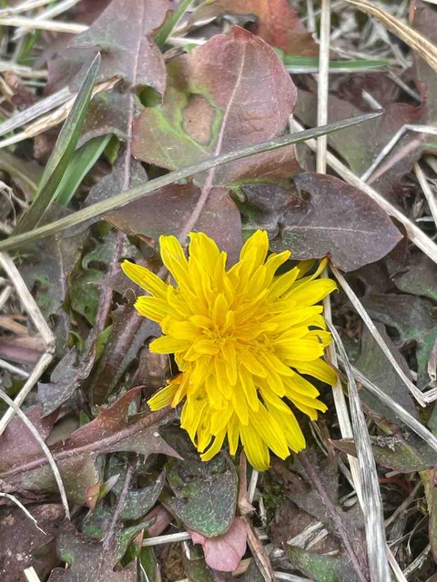 IMG_1569