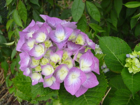 005