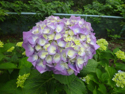 004