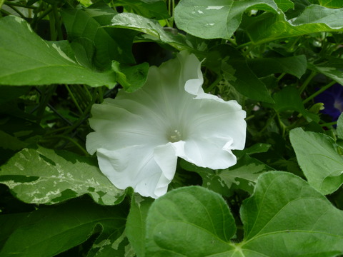 009