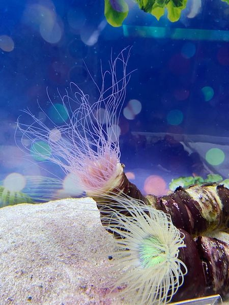 東京～劇団四季、アクアパーク