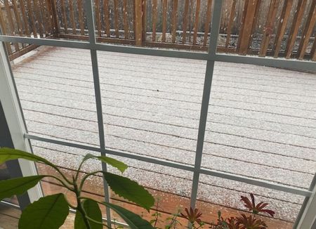 5月の雪～クマ類の進化