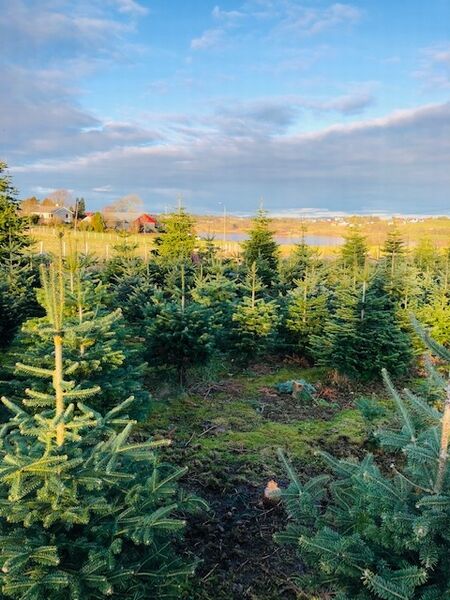 Juletreskog～クリスマスツリーの森