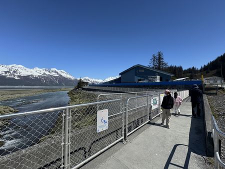 McCarthyへの旅⑦～鮭の孵化場