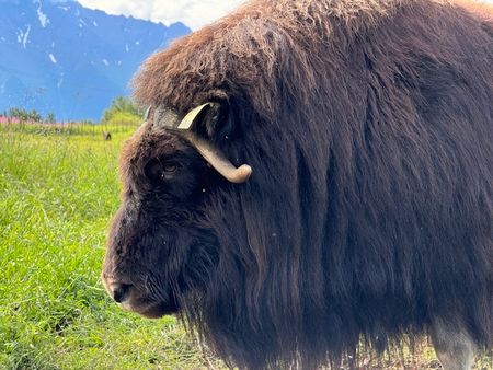 ジャコウウシ牧場～Quviut