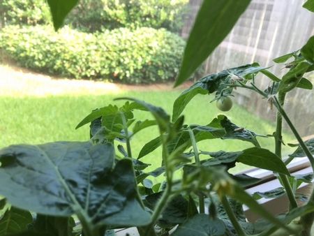 トマトの青い実