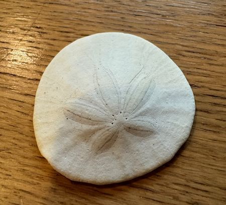 ボランティア４週目の感想