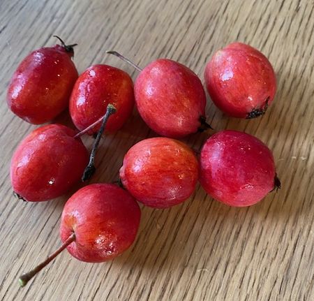 今年のゆるエコの取り組み