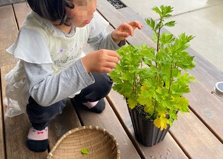 収穫の喜び～よもぎ編