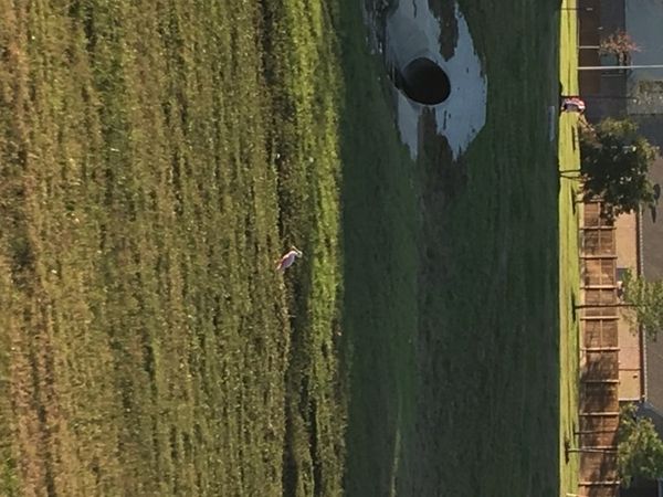 Roseate spoonbill !?