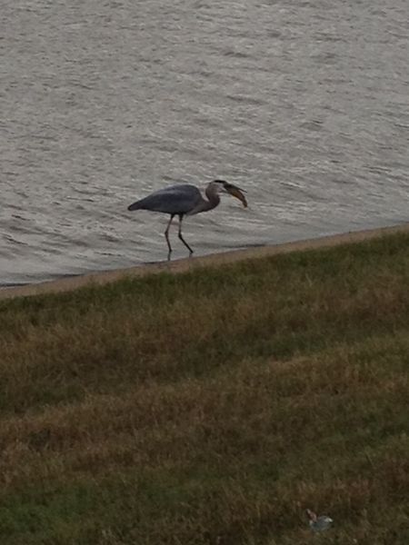 飲み込めない？