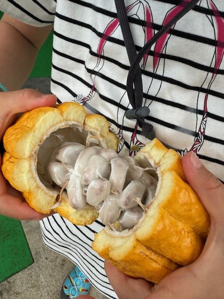 ハワイの旅⑩～果物としてのカカオ