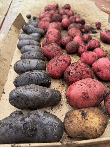 じゃがいも掘り2024