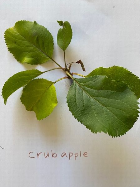 フィールドトリップ～葉っぱ