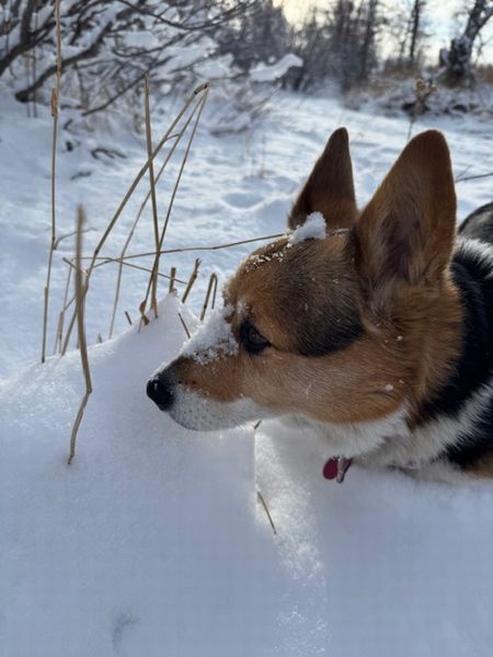 噴火への備え～春の雪