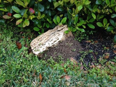 ファイヤーアンツ？