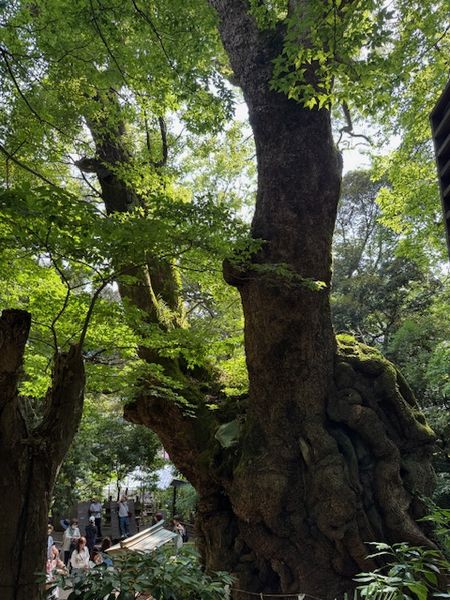 熱海の温泉～来宮神社の大楠
