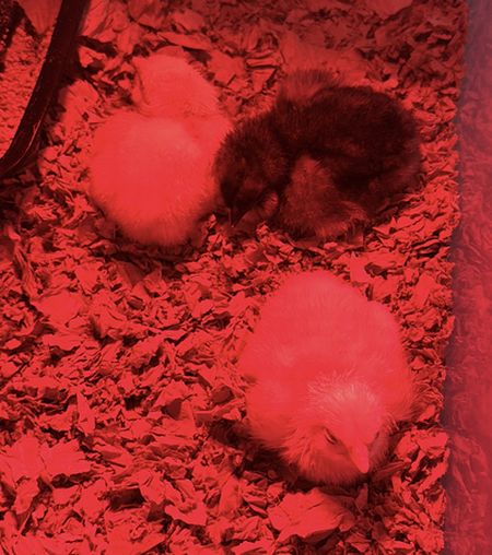 ひよこの孵化、蝶の羽化