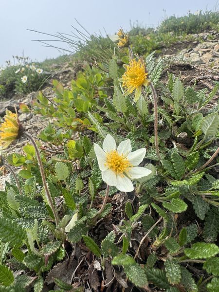 Blueberry Hill Trail～私的アラスカ花図鑑