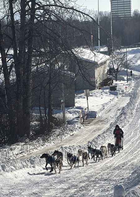 Fur Rondyの犬ぞりレース