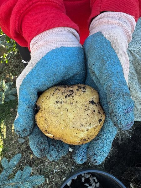 じゃがいもの収穫2025～ぷちホームステッド