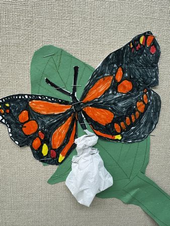 蝶のライフサイクル