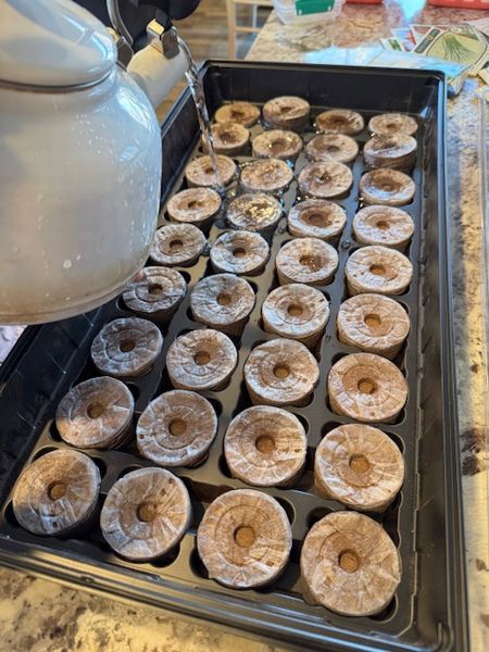 春のリセット～苗づくりスタート