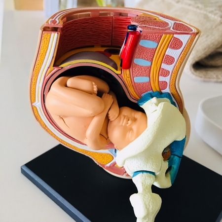 妊婦の骨盤 内臓模型の紹介 てくてく日記