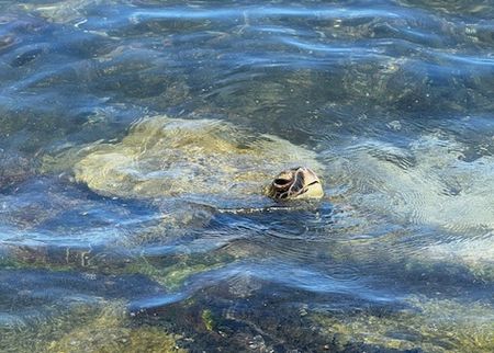 ハワイの旅⑤～ウミガメ